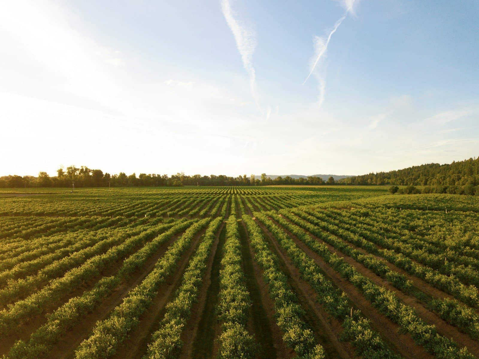 Rows of green crops in a field at sunset.